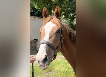 Thoroughbred, Gelding, 4 years, 16 hh, Chestnut-Red