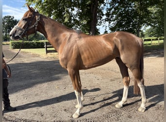 Thoroughbred, Gelding, 4 years, 16 hh, Chestnut-Red