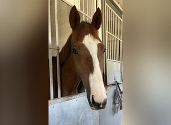 Thoroughbred, Gelding, 4 years, 16 hh, Chestnut-Red