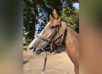 Thoroughbred, Gelding, 4 years, 16 hh, Chestnut-Red