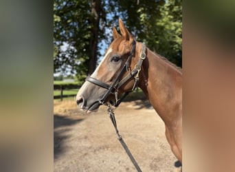 Thoroughbred, Gelding, 4 years, 16 hh, Chestnut-Red
