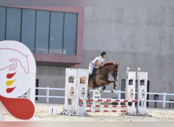 Thoroughbred, Gelding, 4 years, 16 hh, Chestnut-Red