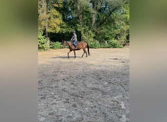 Thoroughbred, Gelding, 4 years, 16,1 hh, Brown