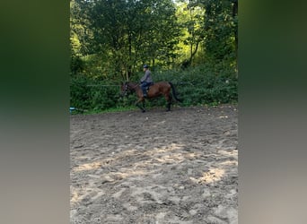 Thoroughbred, Gelding, 4 years, 16,1 hh, Brown