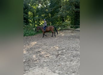 Thoroughbred, Gelding, 4 years, 16,1 hh, Brown