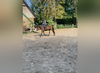 Thoroughbred, Gelding, 4 years, 16,1 hh, Brown
