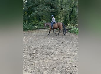 Thoroughbred, Gelding, 4 years, 16,1 hh, Brown