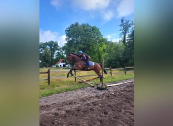 Thoroughbred, Gelding, 4 years, 17 hh, Brown