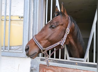 Thoroughbred, Gelding, 4 years, Brown