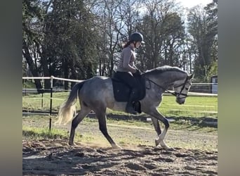 Thoroughbred, Gelding, 5 years, 15.1 hh, Grey-Dapple