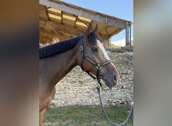 Thoroughbred, Gelding, 5 years, 15.2 hh, Brown