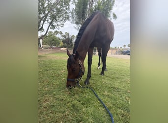 Thoroughbred, Gelding, 5 years, 15 hh, Bay