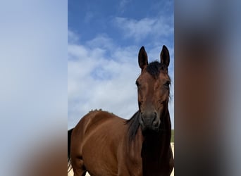 Thoroughbred, Gelding, 5 years, 15,1 hh, Brown