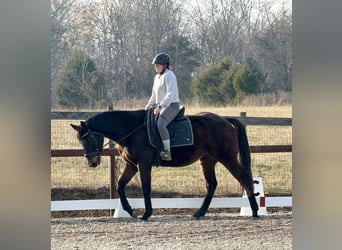 Thoroughbred, Gelding, 5 years, 15,2 hh, Bay-Dark