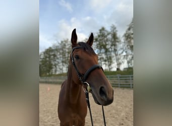 Thoroughbred, Gelding, 5 years, 16.1 hh, Brown
