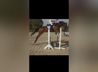 Thoroughbred, Gelding, 5 years, 16.1 hh, Brown