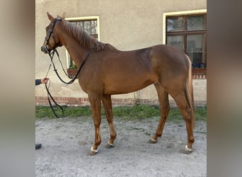 Thoroughbred, Gelding, 5 years, 16.1 hh, Chestnut