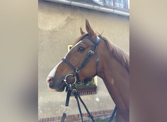 Thoroughbred, Gelding, 5 years, 16.1 hh, Chestnut
