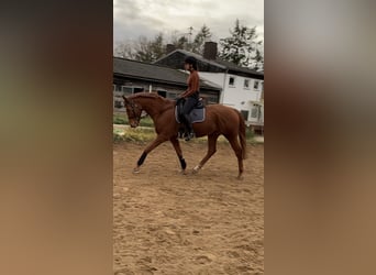 Thoroughbred, Gelding, 5 years, 16,1 hh, Chestnut-Red