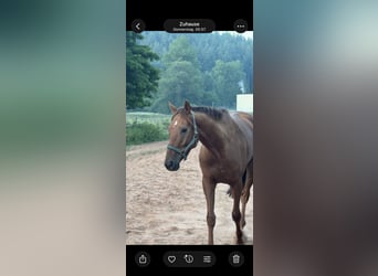 Thoroughbred, Gelding, 5 years, 16.1 hh, Chestnut-Red