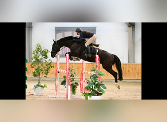 Thoroughbred, Gelding, 5 years, 16,2 hh, Black