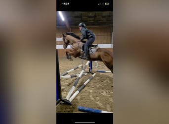 Thoroughbred, Gelding, 5 years, 16.2 hh, Brown
