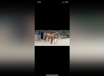 Thoroughbred, Gelding, 5 years, 16.2 hh, Chestnut-Red