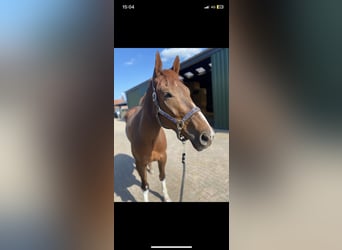 Thoroughbred, Gelding, 5 years, 16.2 hh, Chestnut-Red