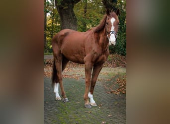 Thoroughbred, Gelding, 5 years, 16,2 hh, Chestnut-Red