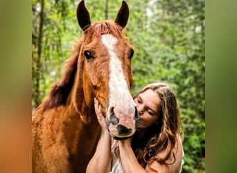 Thoroughbred, Gelding, 5 years, 16,2 hh, Chestnut-Red