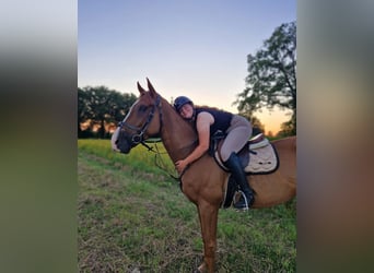 Thoroughbred, Gelding, 5 years, 16,2 hh, Chestnut-Red