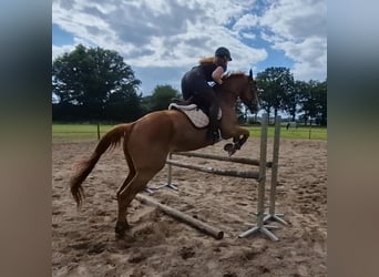 Thoroughbred, Gelding, 5 years, 16,2 hh, Chestnut-Red