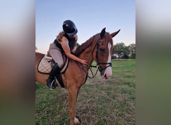 Thoroughbred, Gelding, 5 years, 16,2 hh, Chestnut-Red