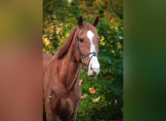 Thoroughbred, Gelding, 5 years, 16,2 hh, Chestnut-Red