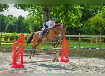 Thoroughbred, Gelding, 5 years, 16.2 hh, Smoky-Black