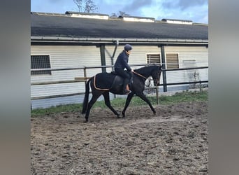 Thoroughbred, Gelding, 5 years, 16 hh, Bay-Dark