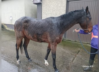 Thoroughbred, Gelding, 5 years, 16 hh, Bay