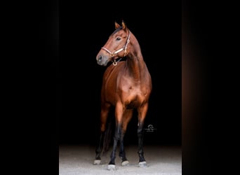 Thoroughbred, Gelding, 5 years, 16 hh, Bay