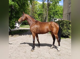 Thoroughbred, Gelding, 5 years, 16 hh, Brown