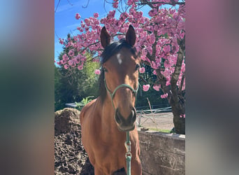 Thoroughbred, Gelding, 5 years, 16 hh, Brown