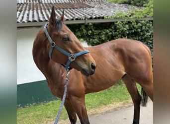 Thoroughbred, Gelding, 5 years, 16 hh, Brown