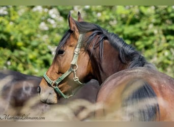 Thoroughbred, Gelding, 5 years, 16 hh, Brown