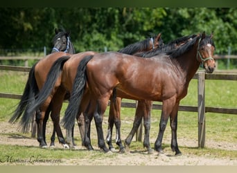 Thoroughbred, Gelding, 5 years, 16 hh, Brown