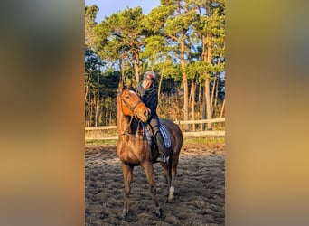 Thoroughbred, Gelding, 5 years, 16 hh, Brown