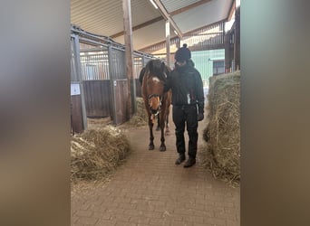 Thoroughbred, Gelding, 5 years, 16 hh, Brown