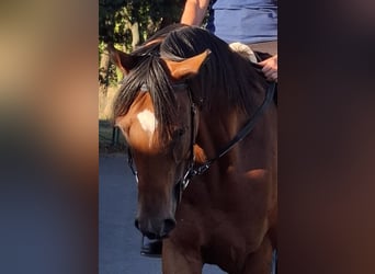 Thoroughbred, Gelding, 5 years, 16 hh, Brown