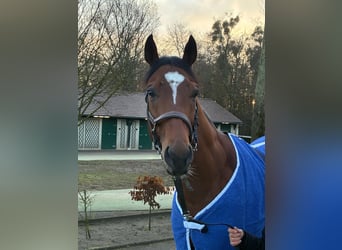 Thoroughbred, Gelding, 5 years, 16 hh, Brown