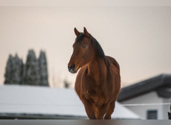 Thoroughbred, Gelding, 5 years, 16 hh, Brown