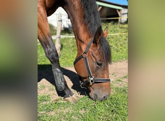 Thoroughbred, Gelding, 5 years, 16 hh, Brown