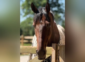 Thoroughbred, Gelding, 5 years, 16 hh, Brown